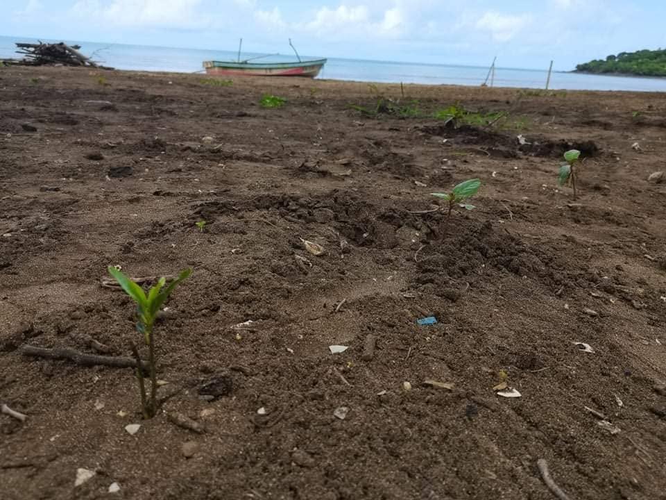 Une jeune plantation sur le littoral